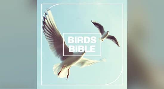 鸟类翅膀拍打声叫声无损音效 Birds Bible 鸟类翅膀拍打声叫声无损音效 Birds Bible