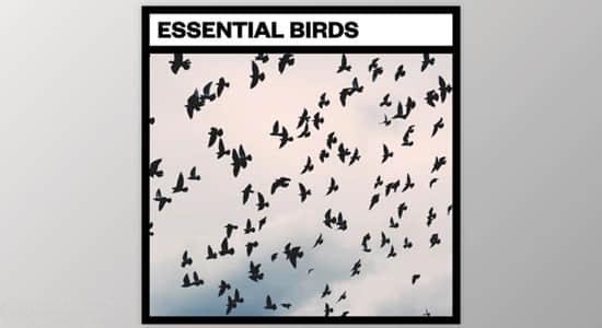 鸟类鸣叫飞行拍打翅膀音效 Essential Birds 鸟类鸣叫飞行拍打翅膀音效 Essential Birds