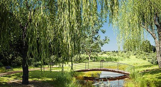 Blender插件-花草树木植物绿化模型预设 Botaniq Tree And Grass Library V6.4.3 Blender插件-花草树木植物绿化模型预设 Botaniq Tree And Grass Library V6.4.3