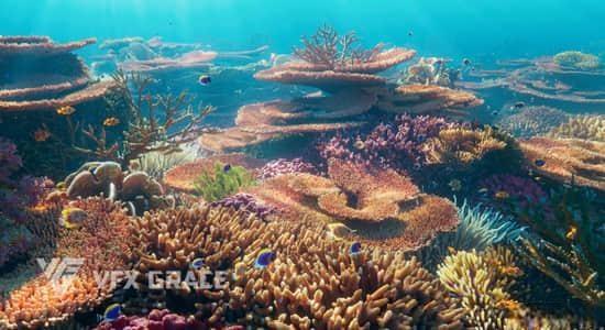 Blender预设-真实海底珊瑚3D模型资产 VFX Grace – Corals Collection Blender预设-真实海底珊瑚3D模型资产 VFX Grace – Corals Collection