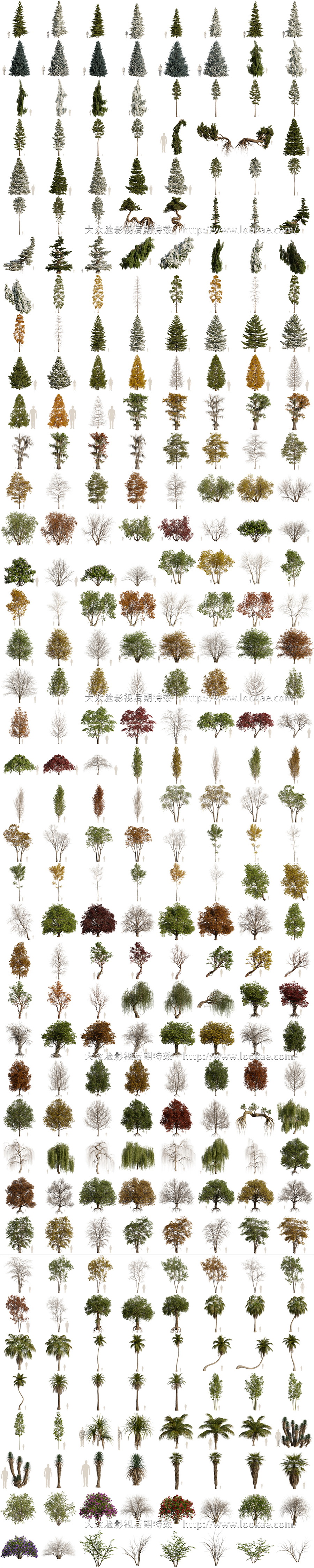 Blender插件-植物花草树木自然环境资产预设库 Arborea v1.03 Pro 含使用教程